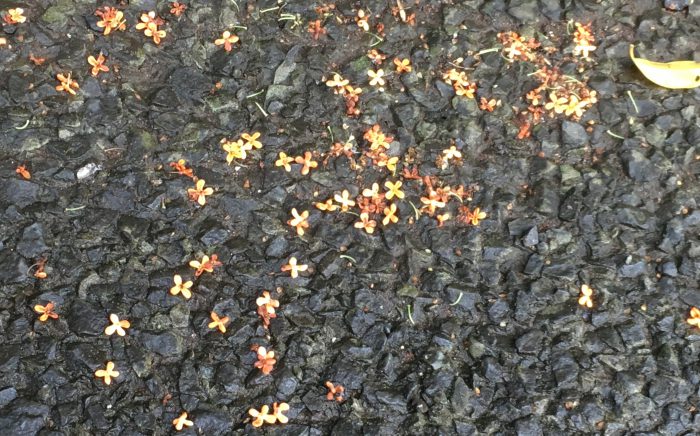 木犀落花