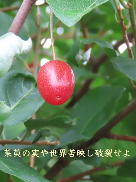 完熟の茱萸