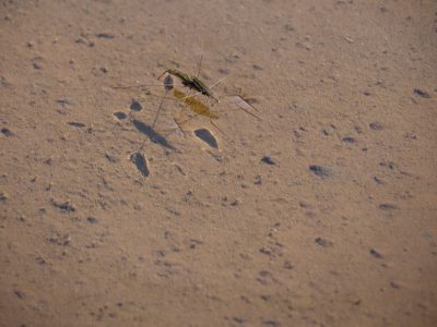 水面で重なるアメンボウ