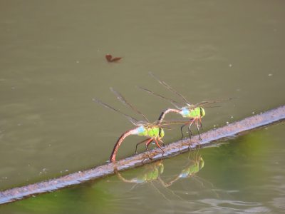 水上で番うトンボ