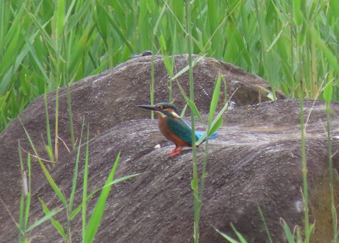 横目でトンボを狙うカワセミ