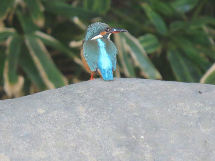 岩の上でよそ見するカワセミ