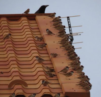 保育園の屋根の上の雀たち