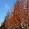 枯れ葉をまとうセコイアの並木