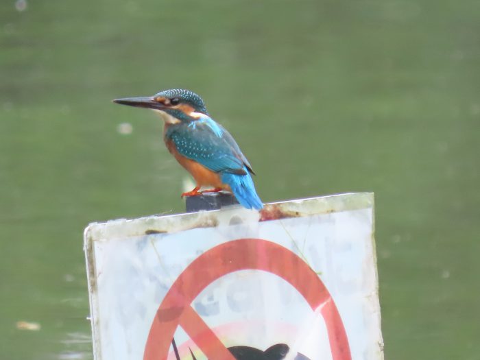 魚取り禁止の札に止まるカワセミ