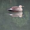 氷の上に坐るカルガモ