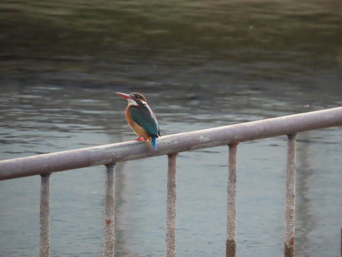 水上のカワセミ