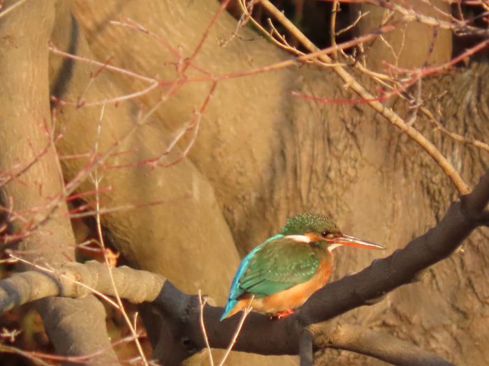 樹上のカワセミ