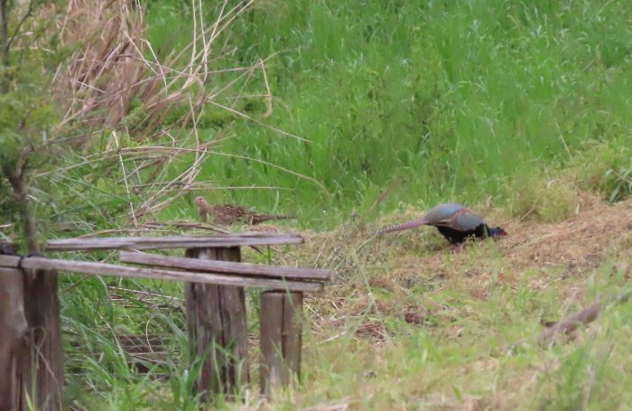 連れ添って野に出た雉