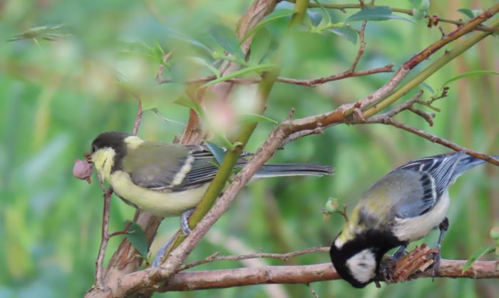 木の実を銜えたシジュウカラ