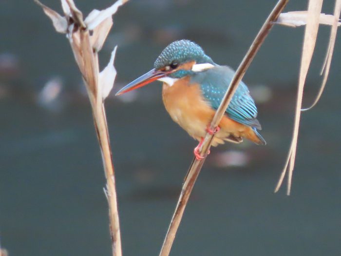 葦の上のカワセミ