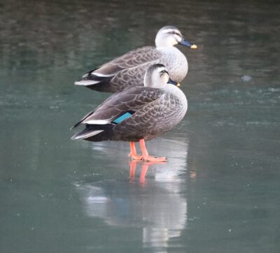 氷上のカモ