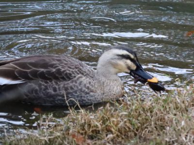 ザリガニを食うカモ