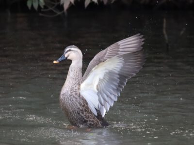 羽を振るうカモ