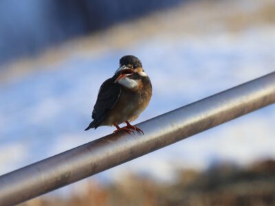 餌を嚥もうとするカワセミ