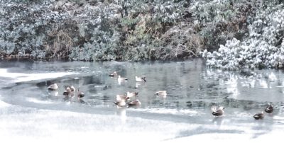 雪の中の鴨（水彩風）