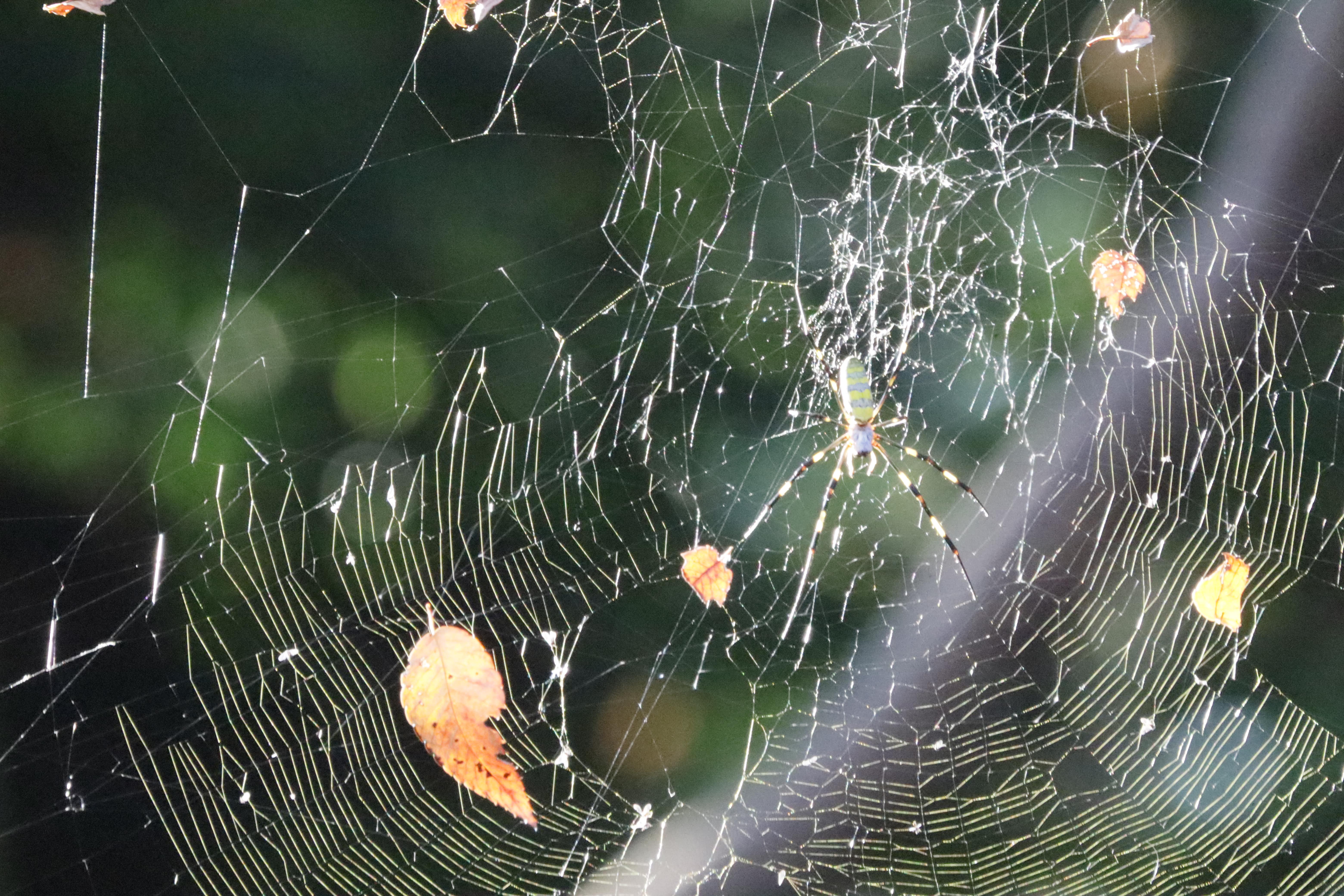 枯葉のかかる蜘蛛の巣