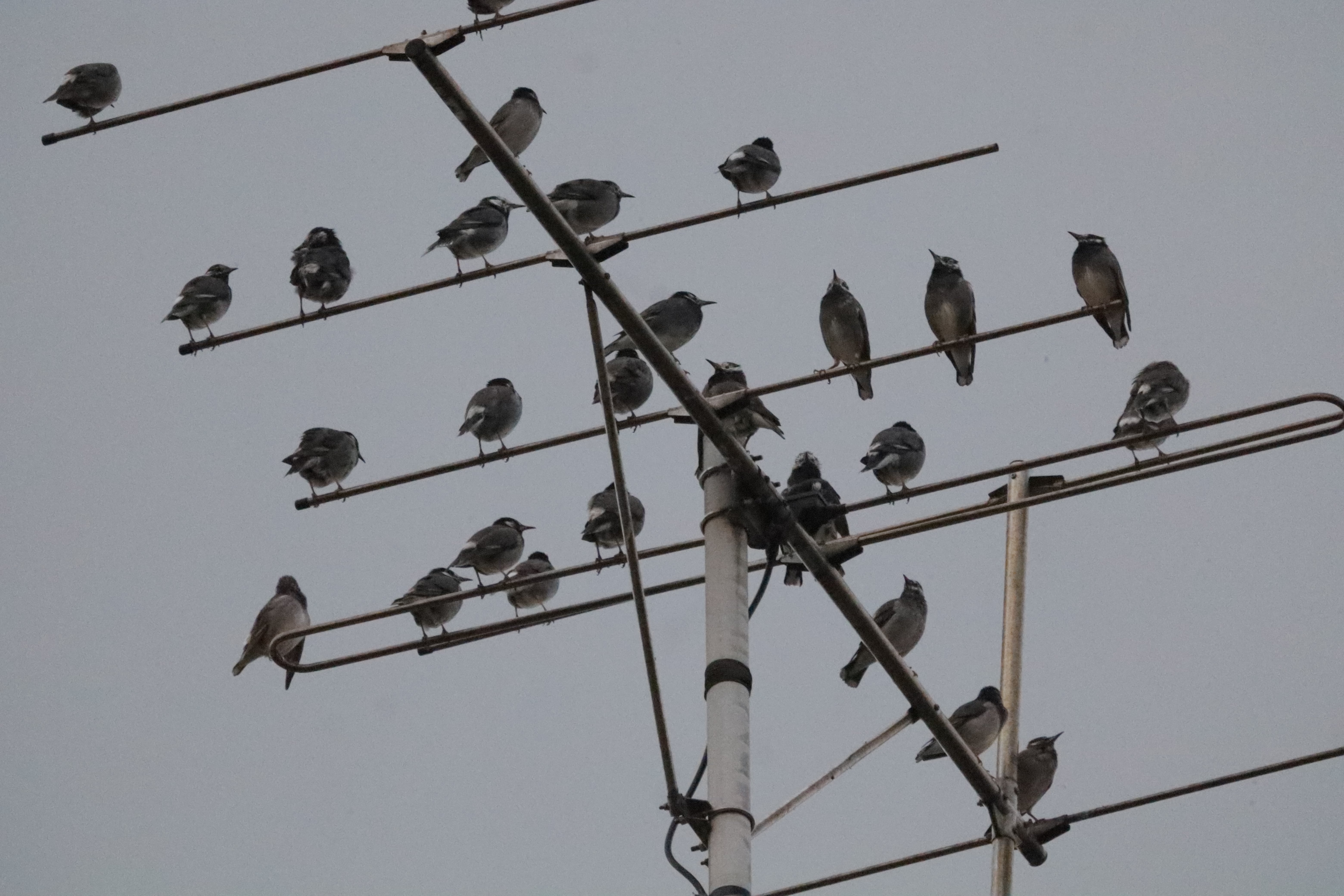 電波塔に止まる椋鳥の群れ