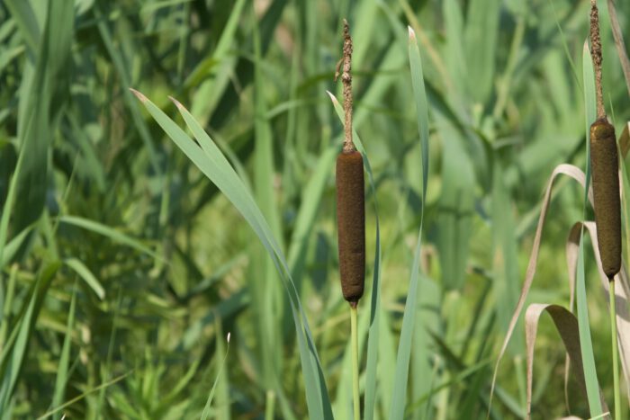 上下に分かれて咲く蒲の雄花と雌花