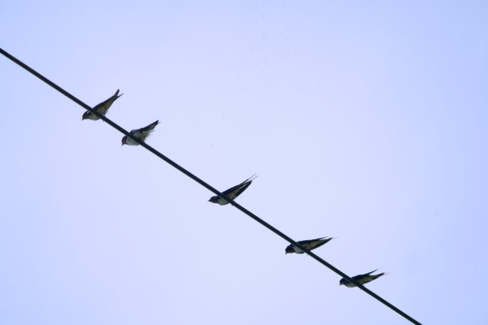 電線に並ぶ燕