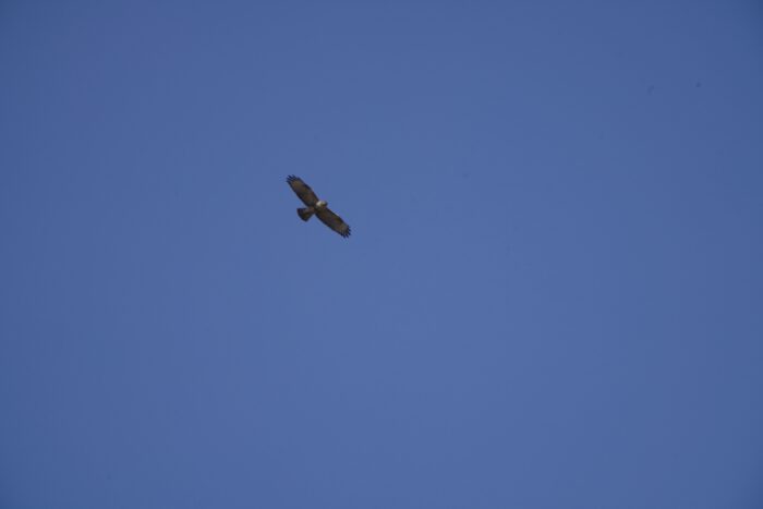 天空に舞うノスリ