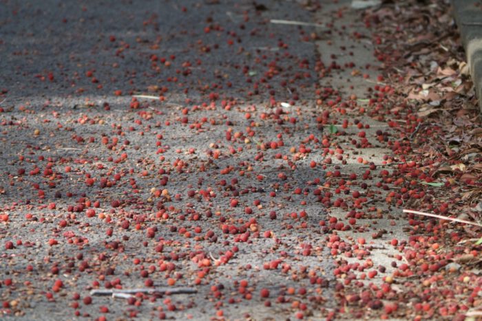 道に落ちたヤマモモの実