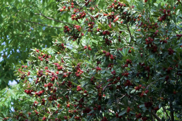 鈴生りのヤマモモの実