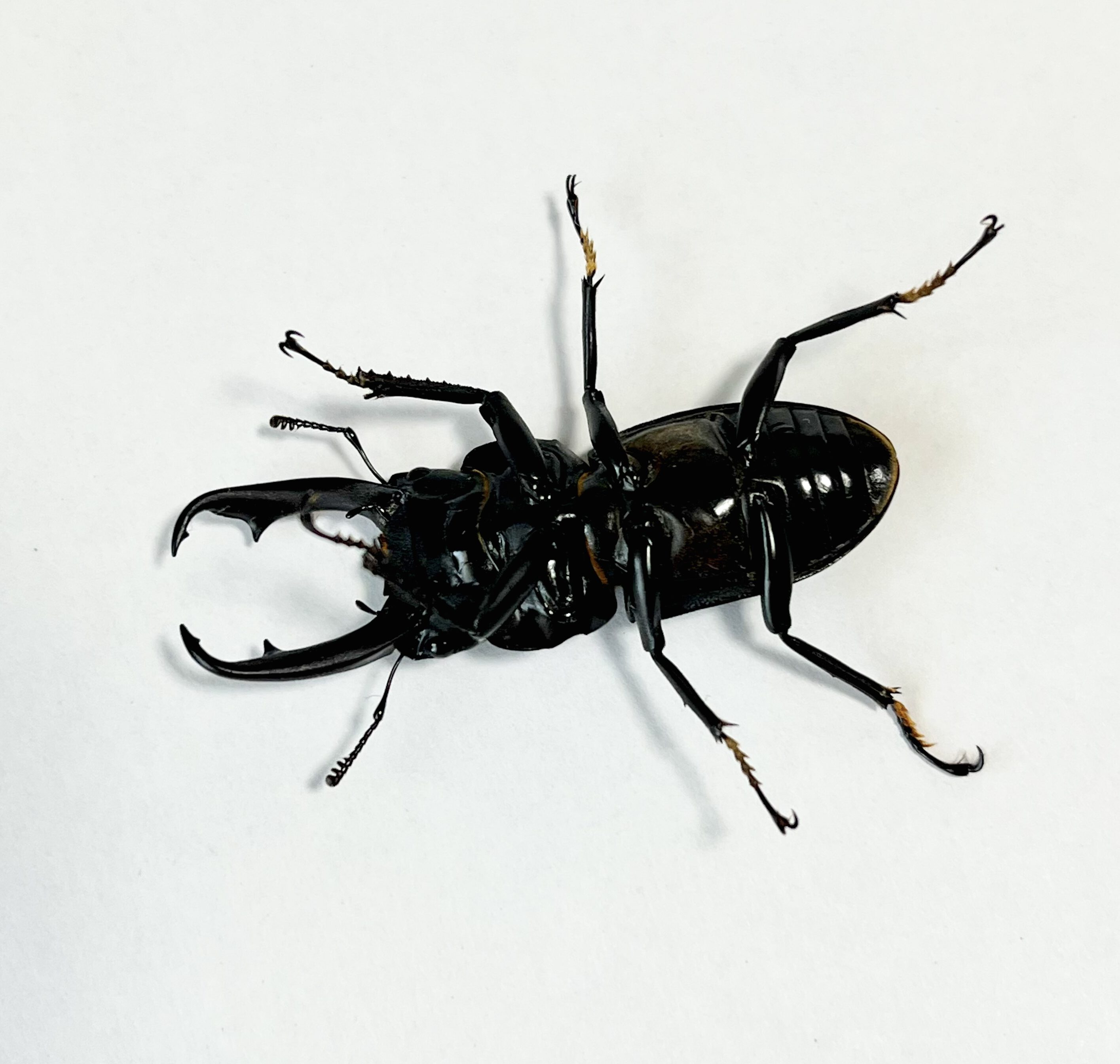 仰向けのクワガタ