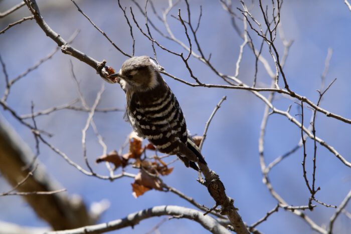 細い枝を突ついて、虫をほじくり出している。