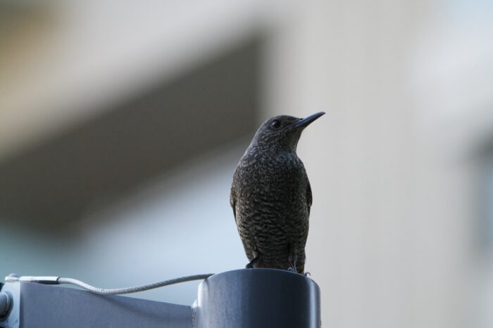 跨線橋の柱の上で見かけた。図鑑で調べて、トラツグミだろうと踏んだのだが、AIに聞くと、GeminiもChatGPTもイソヒヨドリのメスだと同定した。