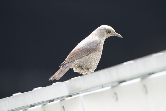今度こそ、トラツグミ、だと意気込んだのだが、AIはまたしてもイソヒヨドリと判定（ChatGPT)。別のAIにも問い合わせたが、こちらははギンムクドリだという。招待不明。