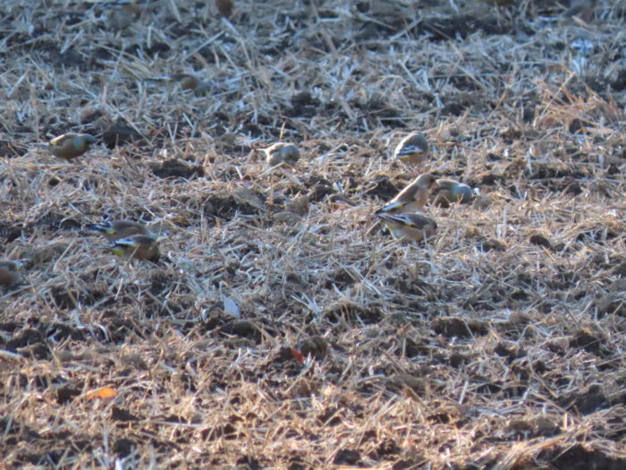 春耕の終わった畑に群れで襲来した。もっと大群が来たのだが画角に収まったのは十羽ほどか。