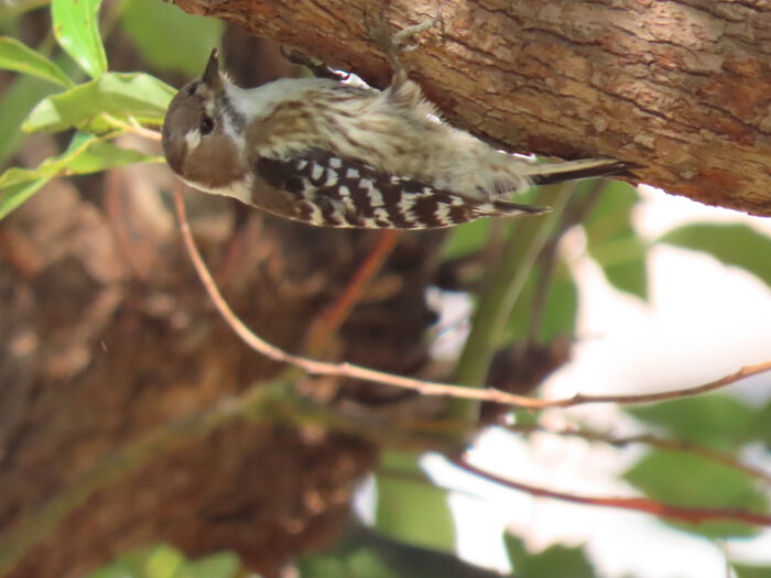 逆さまになって松の枝に取り付いているコゲラ。上下左右自由自在に動き回る。