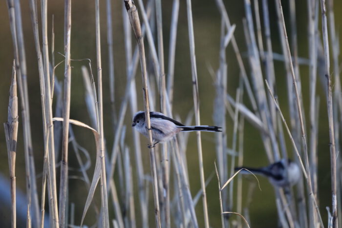 葦の枯れ枝に止まるエナガ。カワセミを追っている池畔に群れで来て、しばし、こ忙しそうに飛びまわって、すぐ去っていった。