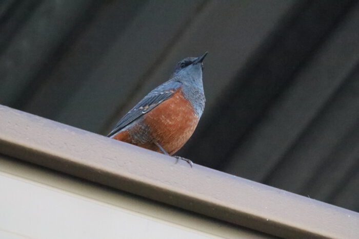 集合住宅の駐車場の屋根にこれを見つけたとき、アカハラに違いないと思ったのだ。しかしAIの見立てはイソヒヨドリ（オス）。たしかに、上半身の青と腹の赤はイソヒヨドリのものだ。