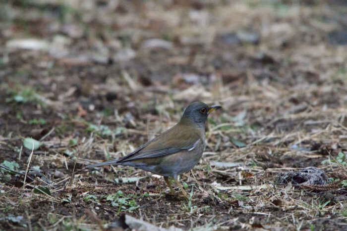 腹がちゃんと写っていないが、どのAIもシロハラだと同定した。カワセミの出る池の畔の草原にでてきた。
