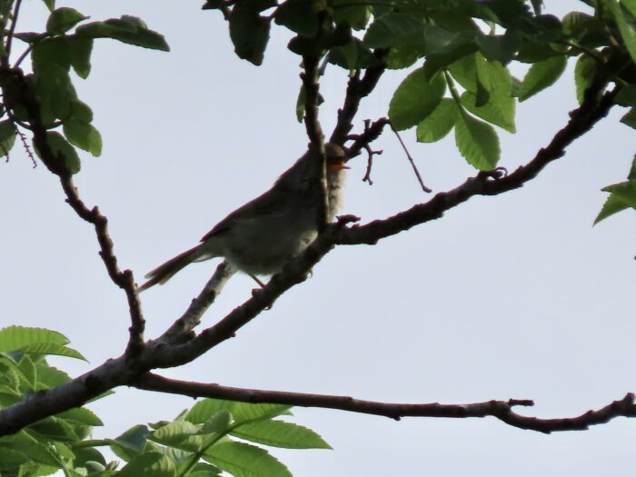 川辺の木の枝のウグイス。啼き声は取れていないが、まぎれなきウグイスjのさえずりだった。写真を見せたAI はセンダイムシクイではないかというのだが。