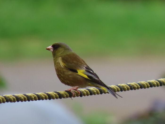 黄と黒のロープに止まるカワラヒワ。止まる場所をの配色も選んでいるみたい。