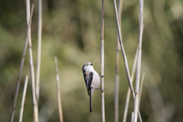 葦の枯れ枝に止まるエナガ。カワセミを追っているときに群れてきたが、まともに撮れたのはこれだけ。
