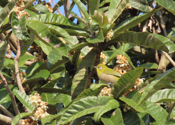 枇杷の花は冬の地味な花だが、それでも餌の乏しい季節だから鳥も寄ってくるのだろう