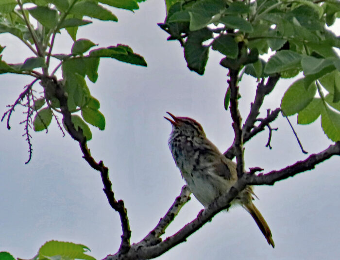 ウグイスは声だけの鳥で、お目にかかれた例がないのだが、一度だけ、川辺りの喬木でさえずっているのを撮れたことがある。AIに判定させたら、ウグイスではなくセンダイムシクイではないかというのだが、啼き声は紛れもないウグイスだったので、そのままにしておこう。