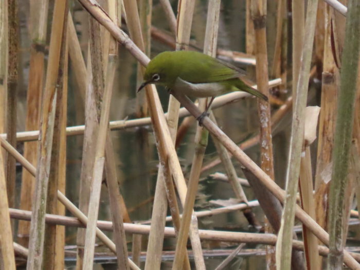 カワセミを追っているところへ出てきた。春先の水浴びか、葦の枯れ枝から水面を覗いている。