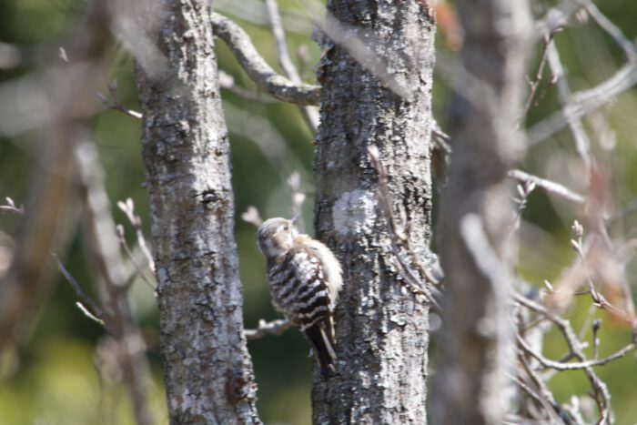 虫の居場所を文字通り打診してまわるのを、公園の雑木林でみつけた。