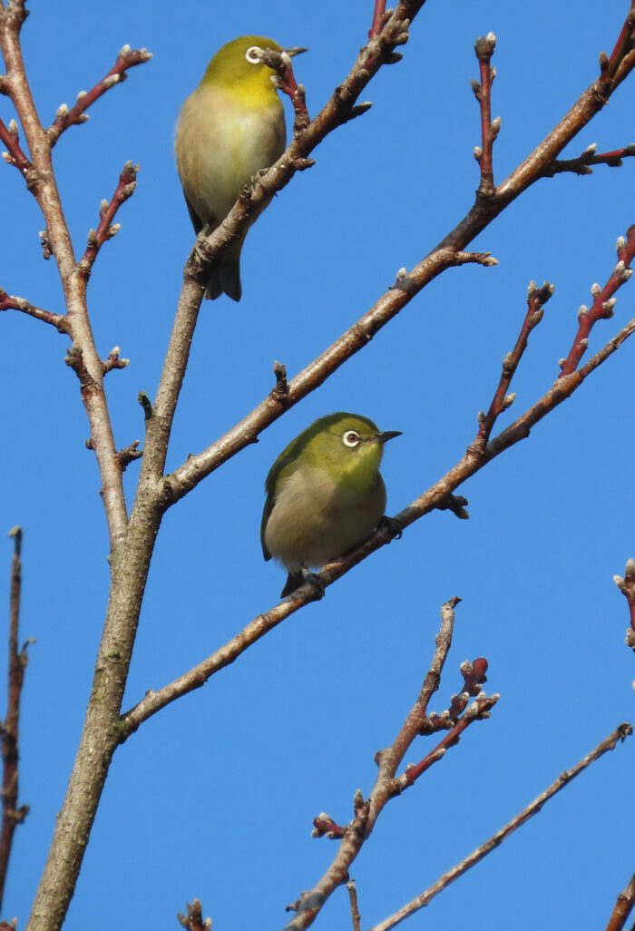 まだ硬い蕾の梅にやってきたメジロ。