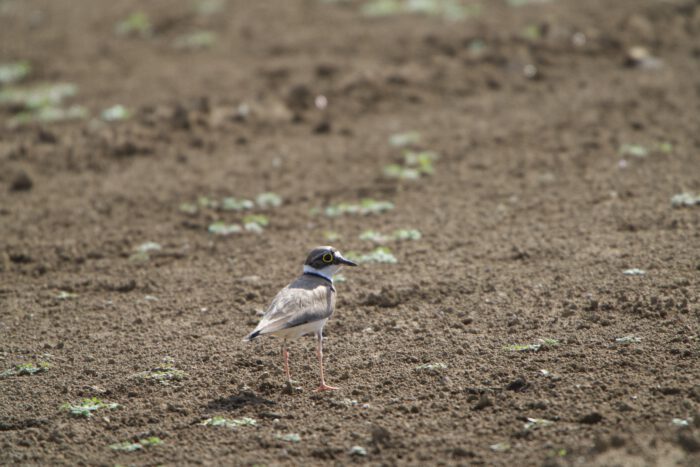 地均しした畑にいた。ちょこちょこと素早く走り、なかなか画面の中央で捉えられない。