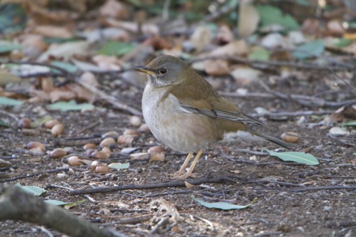 こちらは腹がちゃんと写っていて、シロハラに違いない。凛々しい小学生のような顔。