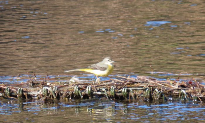 小川の芥の堰の上を歩くキセキレイ。ハクセキレイやセグロセキレイよりずっと稀で、珍客の部類だ。