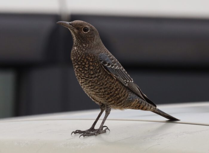 駐車中の車の屋根にいた珍しい模様の鳥。れこそトラツグミだ、と思ったのだが、またしてもAIはイソヒヨドリ（メス）だという。トラツグミは白の地に褐色のウロコ模様だからたしかにこれには当てはまらない。。
