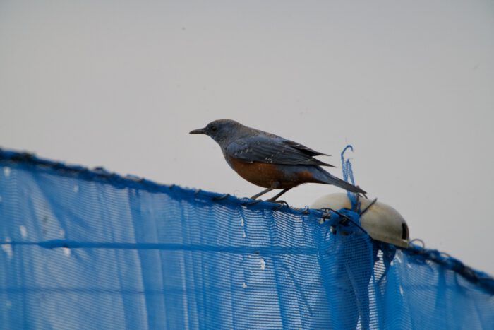 梨園のネットの上で見つけた。その場では名前がわからぬまま、帰宅後AIに諮問。イソヒヨドリ（オス）との御託宣であった。