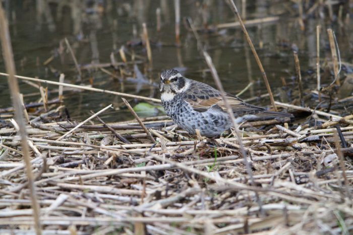 ツグミよりちょっと模様がはっきりしていて別種かなとAIに聞いてみたら、Geminiはハチジョウツグミだ推定し、ChatGPTはツグミと断定する。